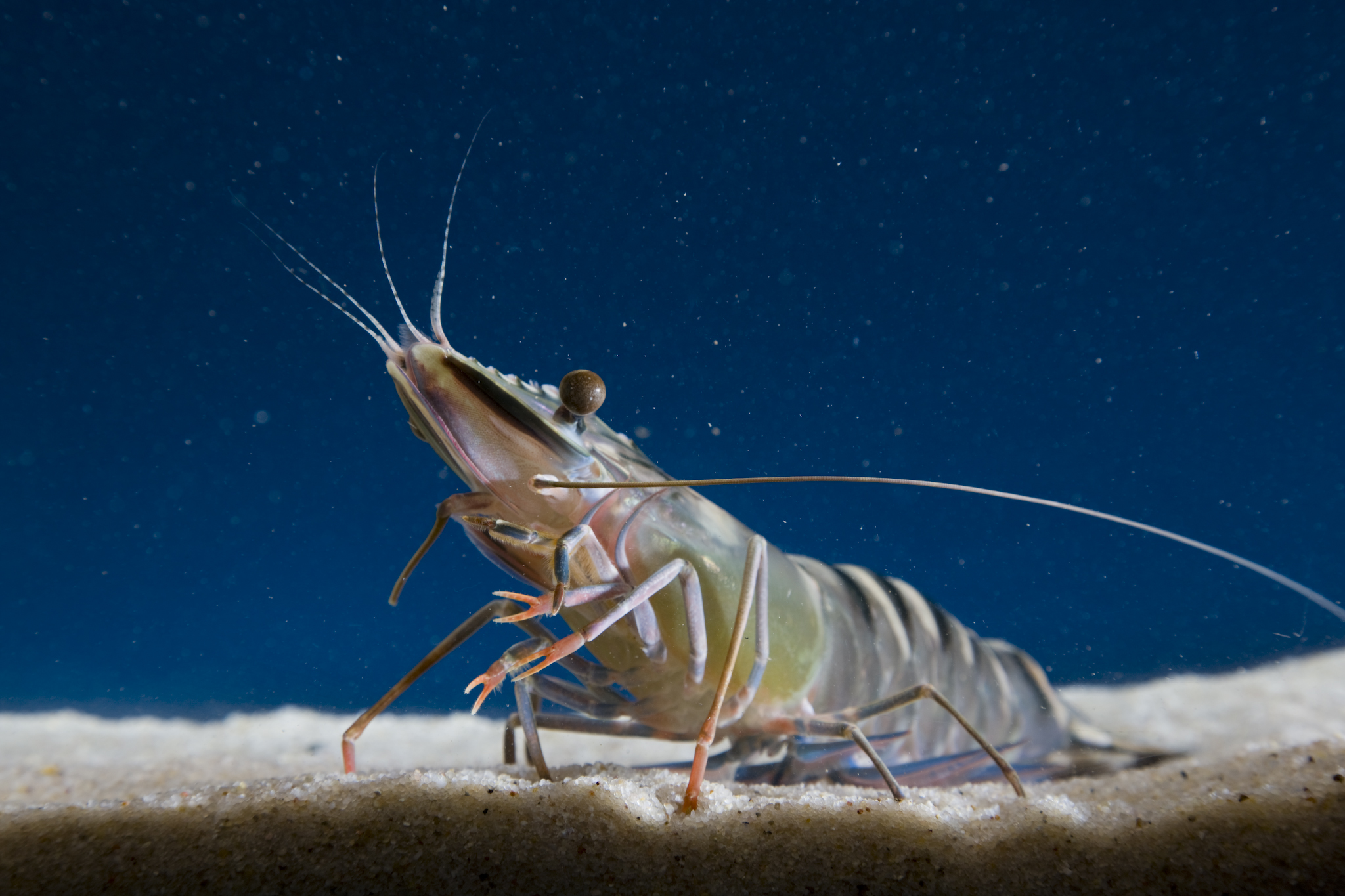 Early Pathogen Detection with Shrimp MultiPath™