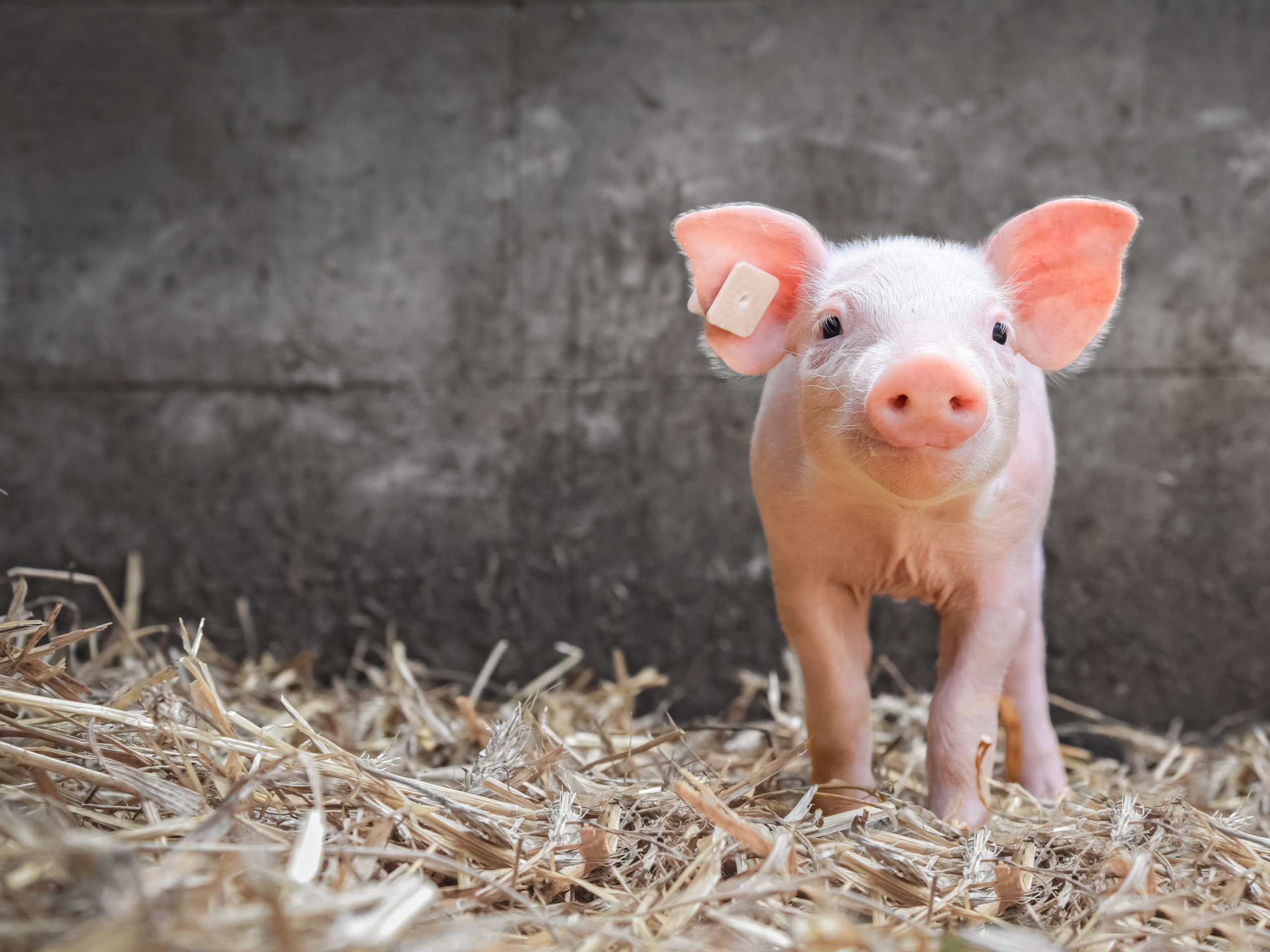 Pathogen Detection with Pork MultiPath™